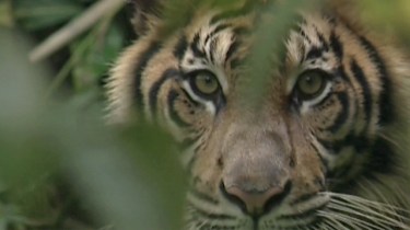 Sumatra - the rainforest's last stand