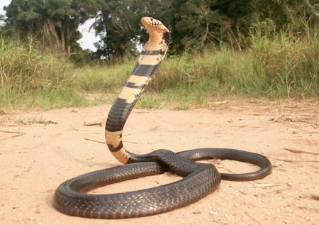 forest-cobra