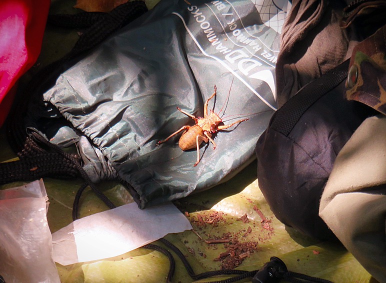 Miniature-stealth scorpions and Schwarzeneaggar-esque Jiminey crickets…