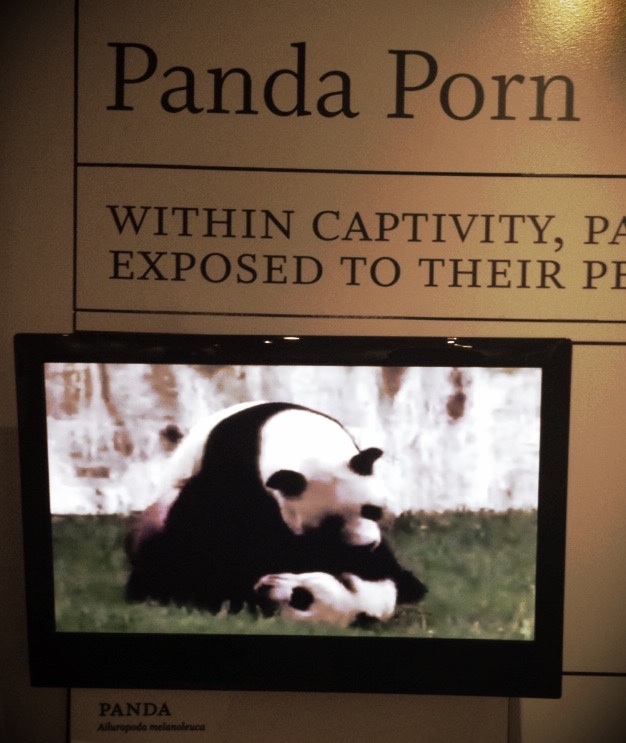 Panda Porn and Umbrella Rage