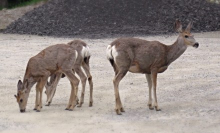 tumblr_nr12m6avlC1s6y006o4_1280