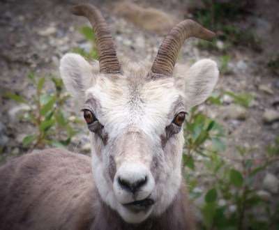 Go_Untamed_Winston_Wolfrider_Canada_Yukon2