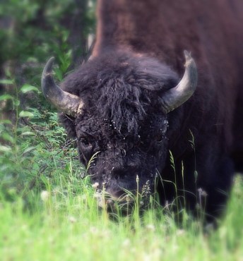Go_Untamed_Winston_Wolfrider_Canada_Yukon_Bison