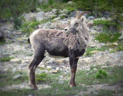 Go_Untamed_Winston_Wolfrider_Canada_Yukon3