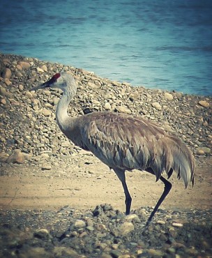 Go_Untamed_Winston_Wolfrider_Canada_Dempster_Highway_Stalk