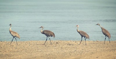 Go_Untamed_Winston_Wolfrider_Canada_Dempster_Highway_Beatles