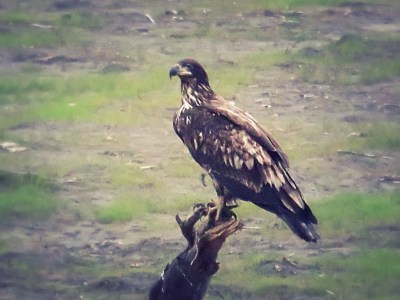 Go_Untamed_Winston_Wolfrider_Canada_Dempster_Highway_Golden_Eagle