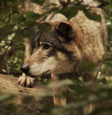 tumblr_nrl5r5Bv921s6y006o1_540