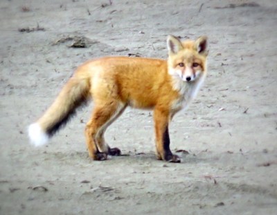Go_Untamed_Winston_Wolfrider_Alaska_Dalton_Highway_Arctic_Fox