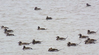 Go_Untamed_Winston_Wolfrider_Alaska_Dalton_Highway_Arctic_Turns_bird
