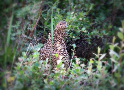 Go_Untamed_Winston_Wolfrider_Alaska_Denali__Ptarmigan