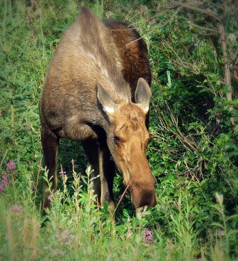 Go_Untamed_Winston_Wolfrider_Alaska_Denali_moose