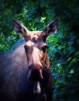 tumblr_ns Go_Untamed_Winston_Wolfrider_Alaska_Seward_Moose