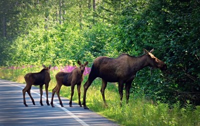 Go_Untamed_Winston_Wolfrider_Alaska_Seward_moose