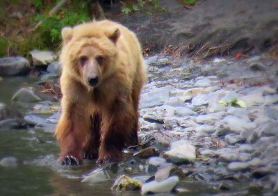 Go_Untamed_Winston_Wolfrider_Alaska_Bear