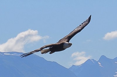 Go_Untamed_Winston_Wolfrider_Alaska_Bald_Eagle
