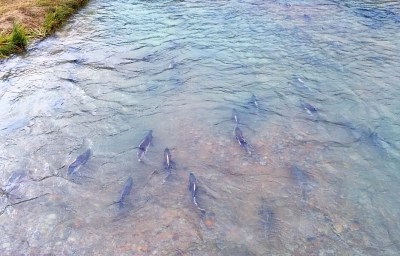 Go_Untamed_Winston_Wolfrider_Alaska_Skagway_Salmon_Dyea