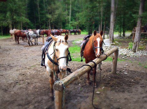 horses, river, storm