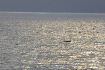 Go_Untamed_Winston_Wolfrider_Alaska_Orca