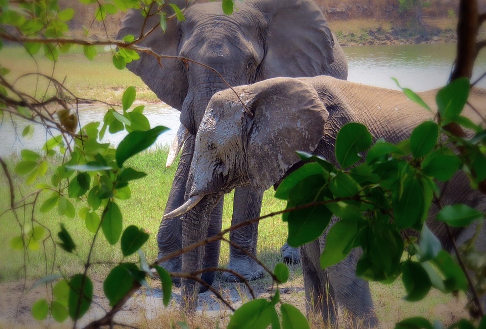 Elephants (videos)