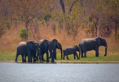 Malawi-GoUntamed-elephants