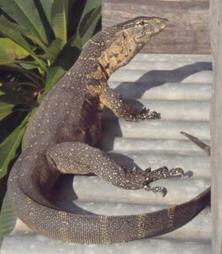 Go_Untamed_winstonwolfrider_lizard