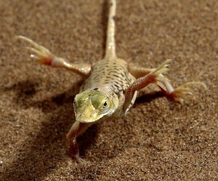 Namibia_lizard_Go_Untamed_winstonwolfrider