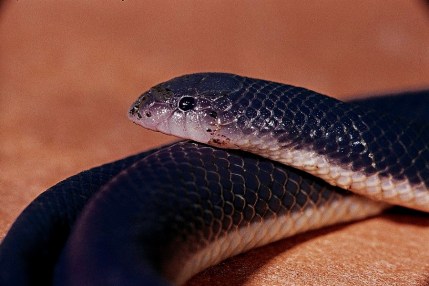 Go_Untamed_winstonwolfrider_Snake_Viper