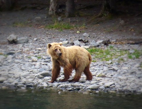 Eagle, Bear, Otter, Wildlife,