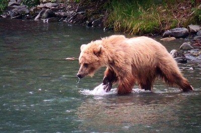 Go_Untamed_Winston_Wolfrider_Alaska_Bear