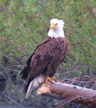 Go_Untamed_Winston_Wolfrider_Alaska_Eagle_Golden_Homer