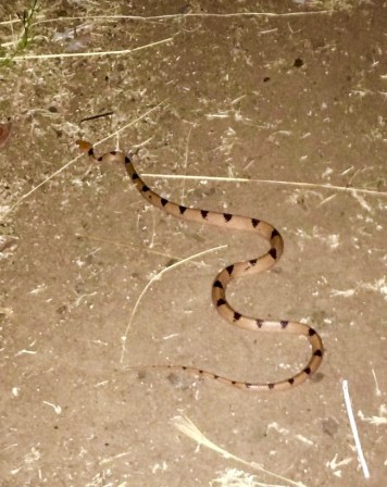 Go_Untamed_winstonwolfrider_tiger_snake