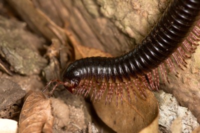 Go_Untamed_winstonwolfrider_african_millipede_giant
