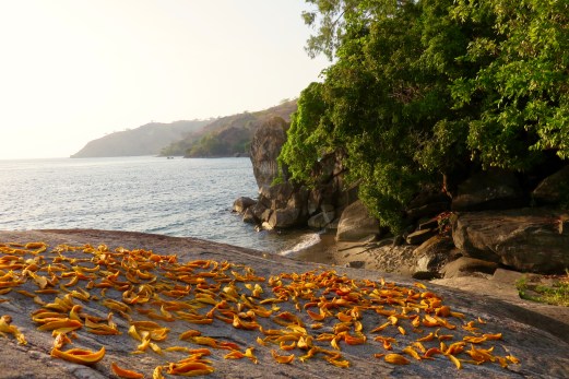 Go_Untamed_winstonwolfrider_mango_lake_Malawi