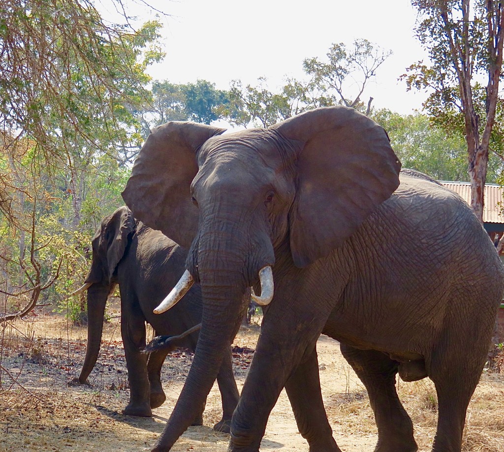 Where Elephants Once Ruled