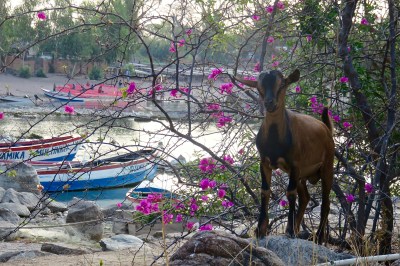 GoUntamed_Malawi_Chizamulu_Goat