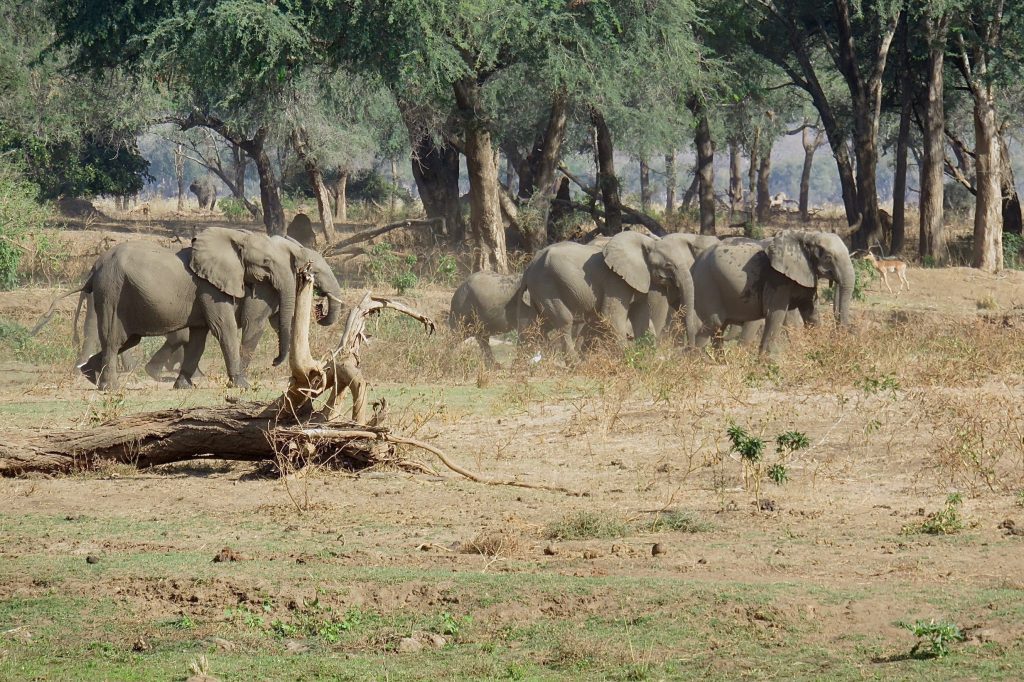 This is after all, with all its failings and wonder – Africa.